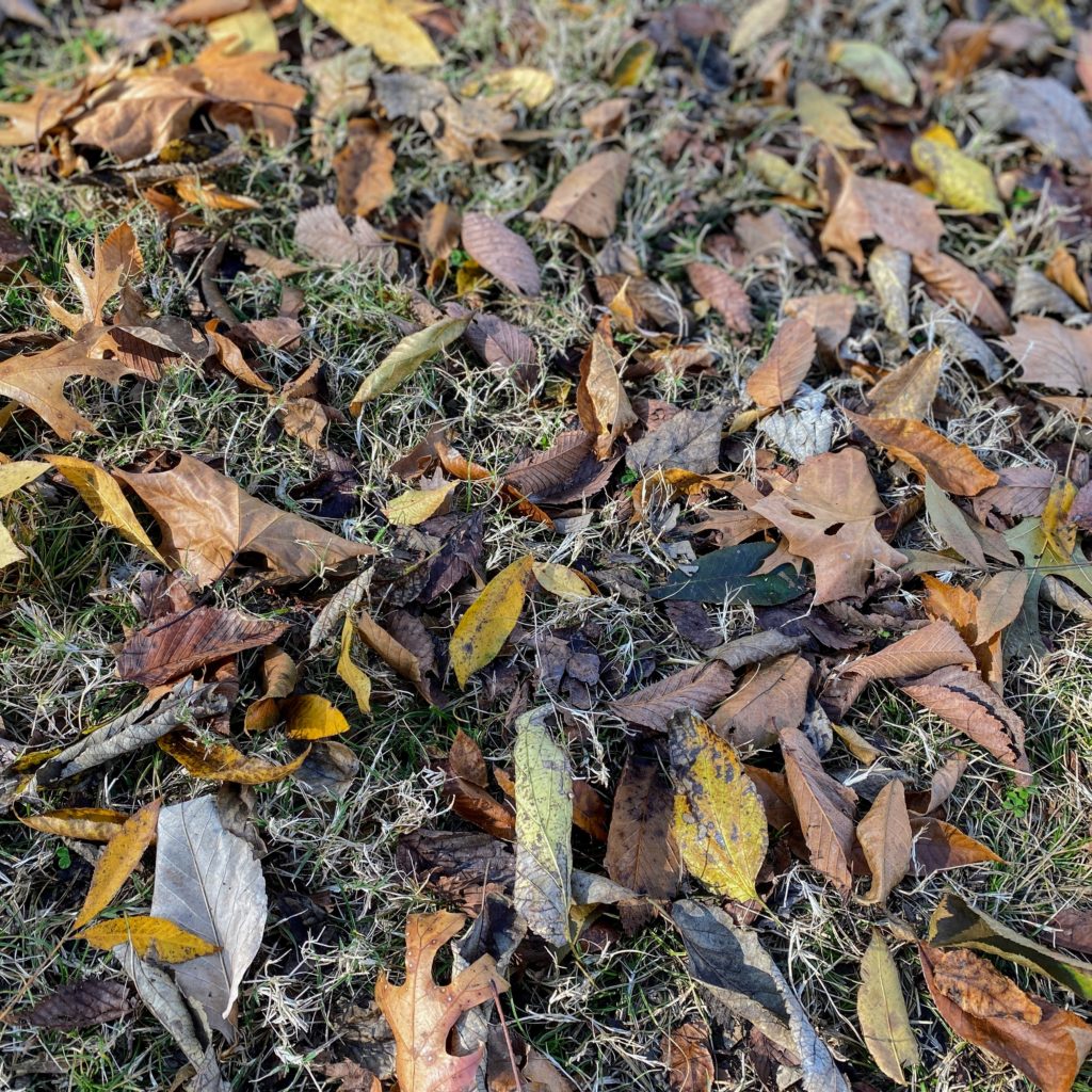 leaves - TN